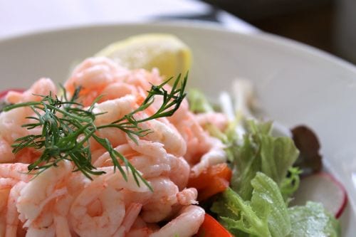 close-up view of shrimp salad with fresh dill on top