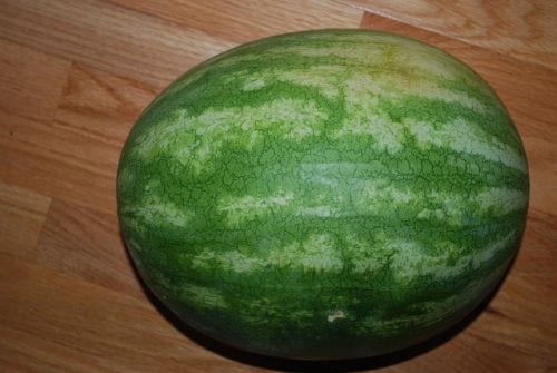adult watermelon