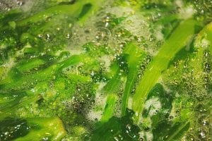 Crockpot Turnip Greens Recipe