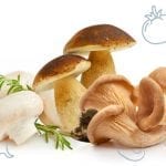 Mushroom Recipes