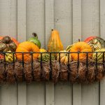 Squash recipes