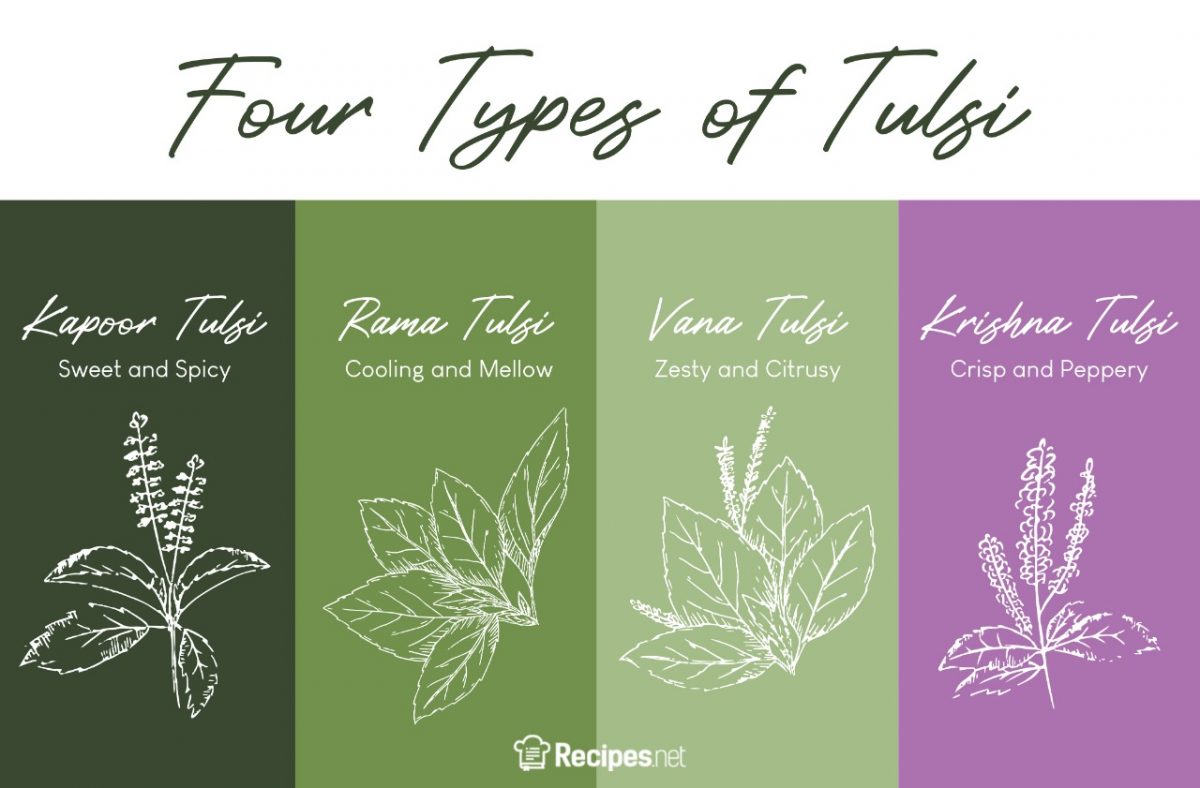 7 Amazing Health Benefits of Tulsi Tea (and its Side Effects)