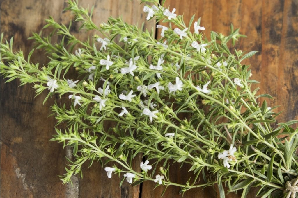 savory herb plant green leaves lavender flowers