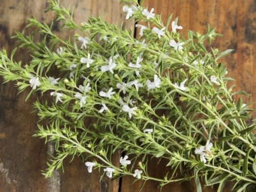 savory herb plant green leaves lavender flowers