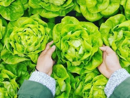 butter lettuce, butterhead lettuce