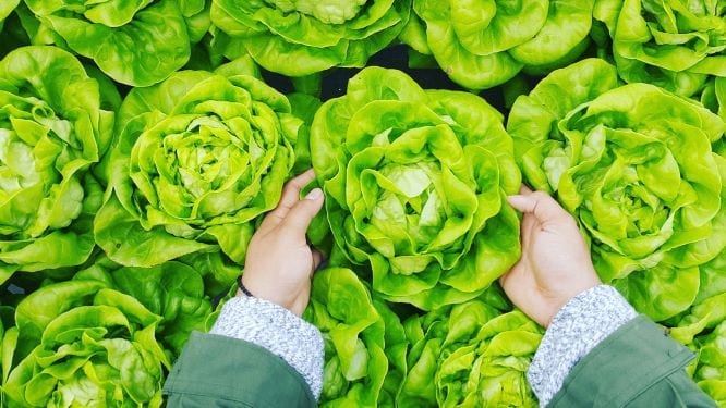 butter lettuce, butterhead lettuce