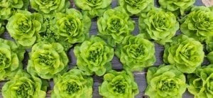 butter lettuce, butterhead lettuce on a row
