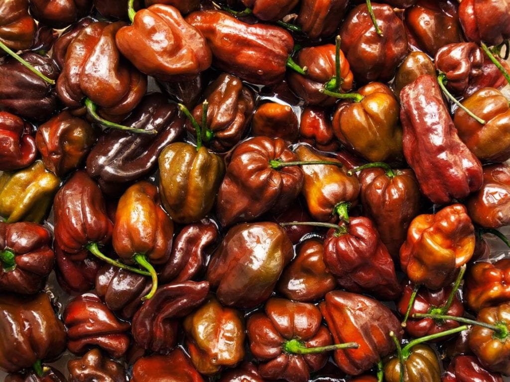 chocolate habaneros