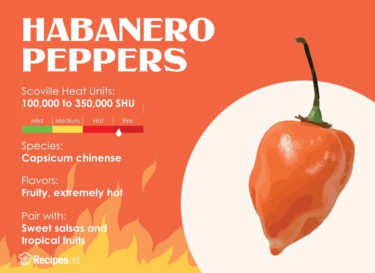 How Hot Are Habanero Peppers and Will Eating it Kill You? - Recipes.net