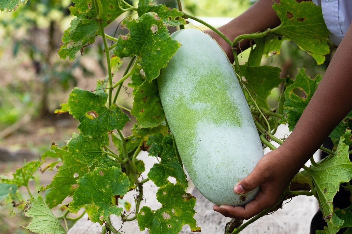 What Is Winter Melon Ash Gourd And Ways To Cook It Recipes