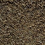 a closeup shot of brown-colored celery seeds