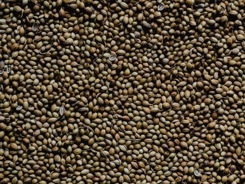 a closeup shot of brown-colored celery seeds