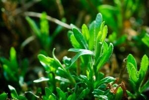 tarragon, coriander substitute