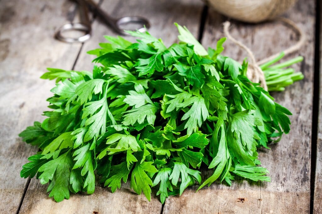 fresh bunch of parsley, parsley vs cilantro coriander