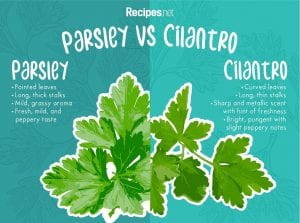 coriander vs parsley