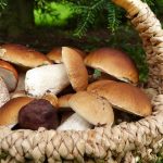 Basket of porcini mushrooms