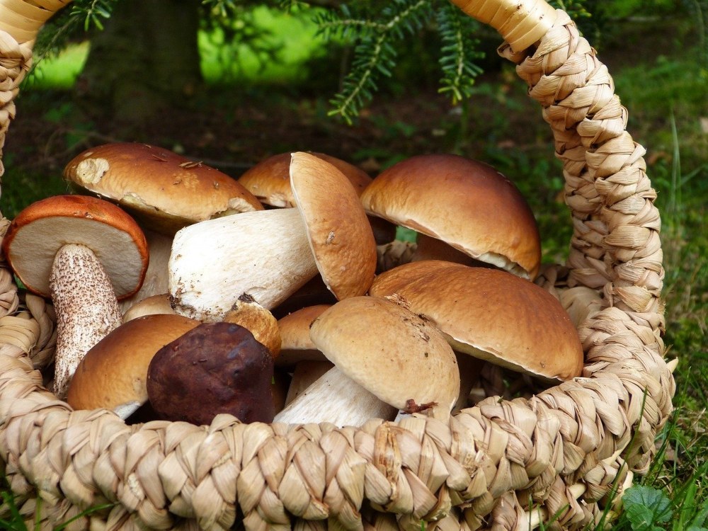 Basket of porcini mushrooms