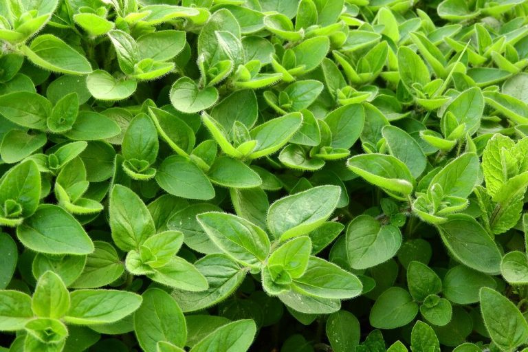 12 Best Tarragon Substitute Choices And How To Use Them