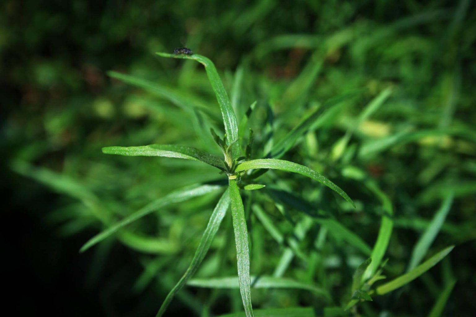 12 Best Tarragon Substitute Choices And How To Use Them