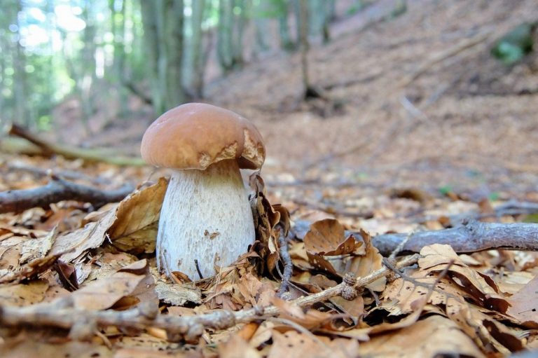 Porcini Mushrooms What Are They and How to Use Them in Cooking