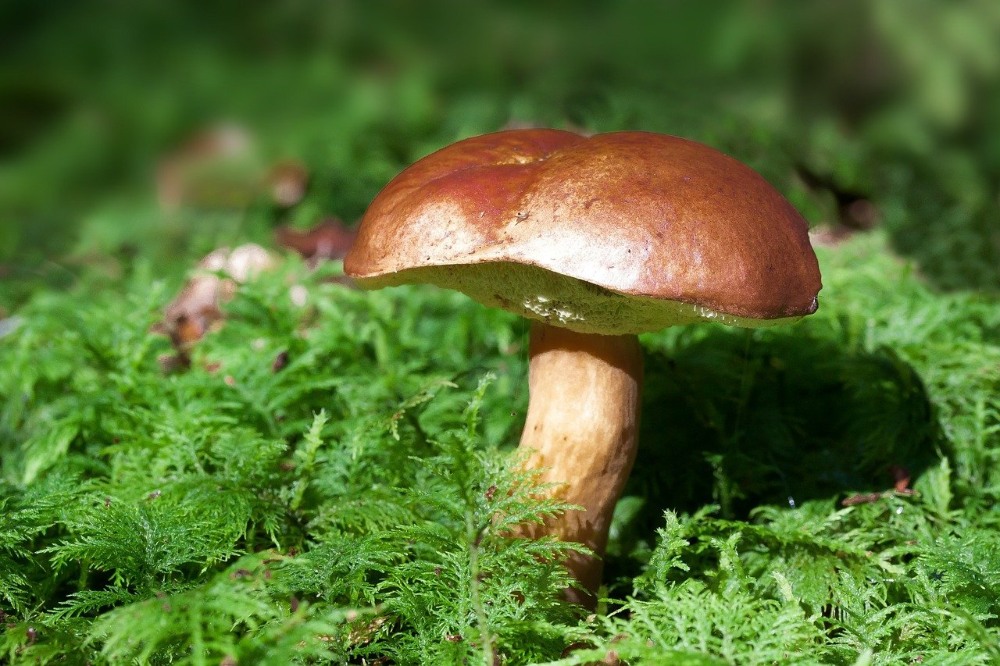 Porcini Mushrooms: What Are They and How to Use Them in Cooking