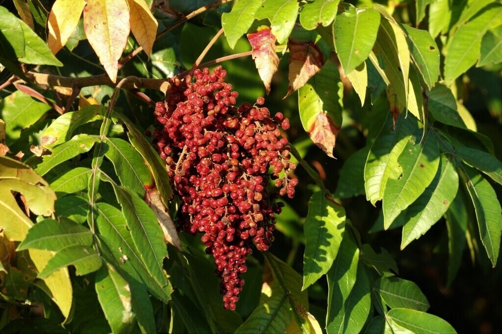 Sour, Savory Sumac - Edible New Mexico