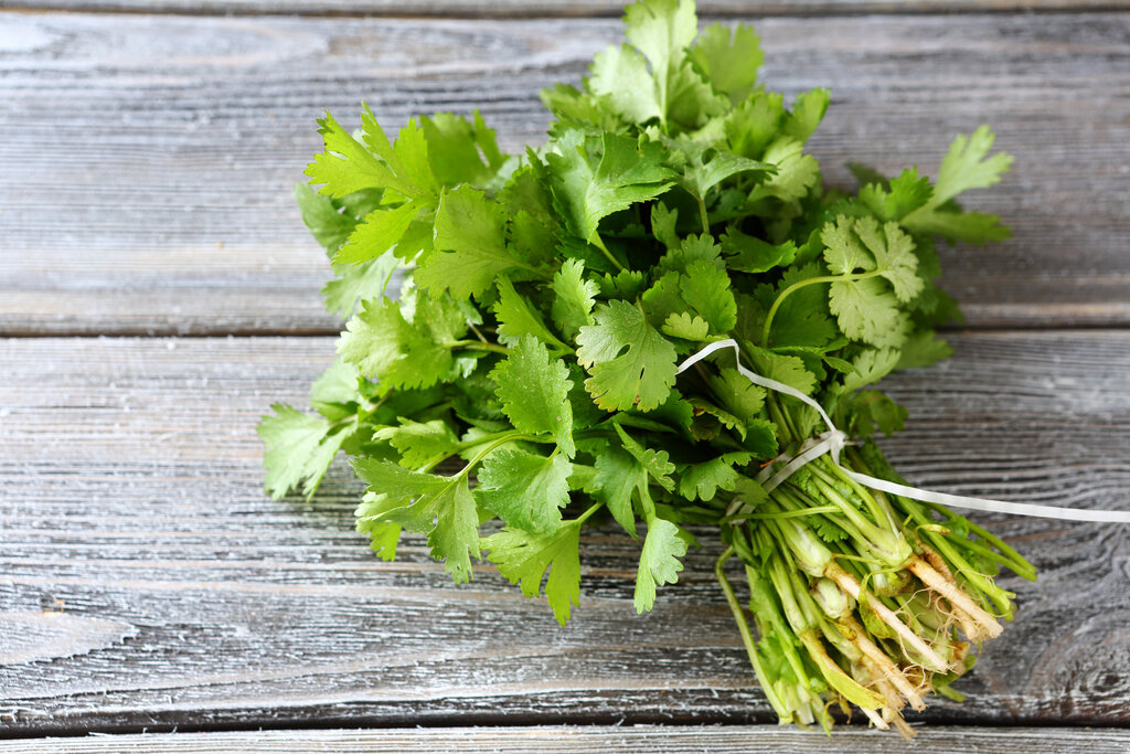 bunch of fresh cilantro