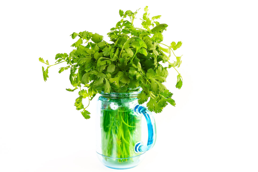 How To Store Cilantro To Keep It Fresh 