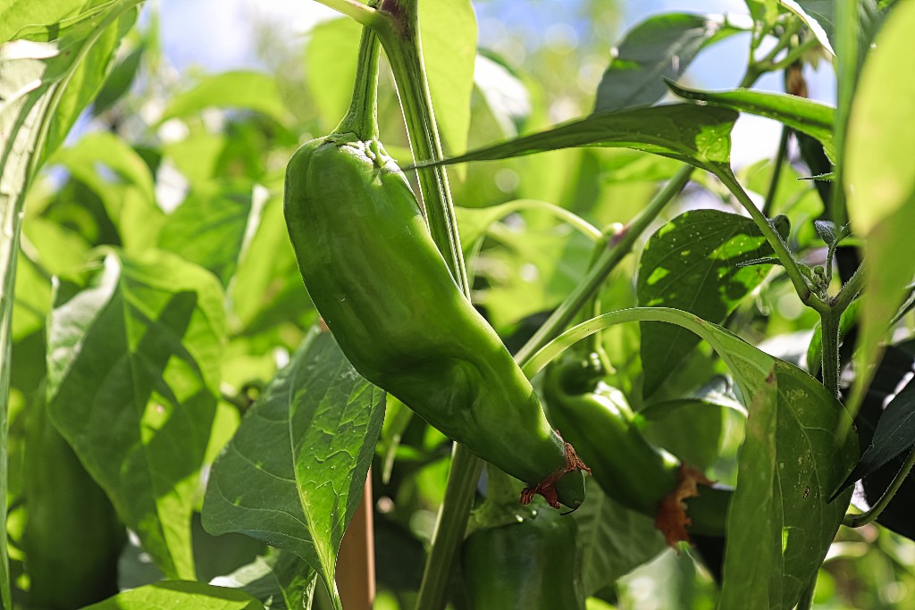 A green Anaheim pepper hanging from the plant