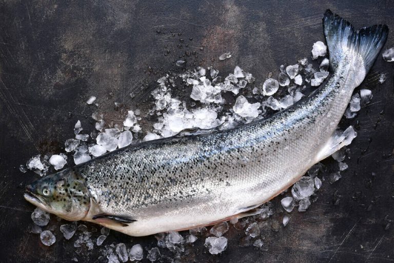 steelhead trout vs salmon