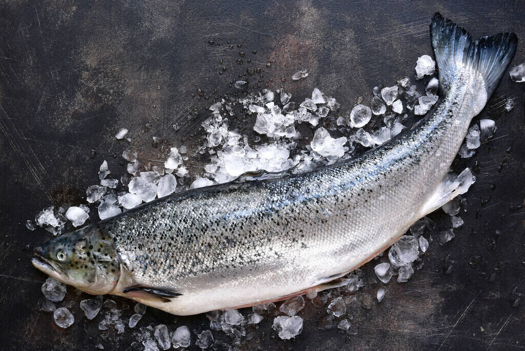 Steelhead Trout vs Salmon: What’s the Difference? - Recipes.net