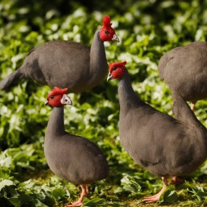 Guinea Fowl with Mustard & Lemon Roots Recipe