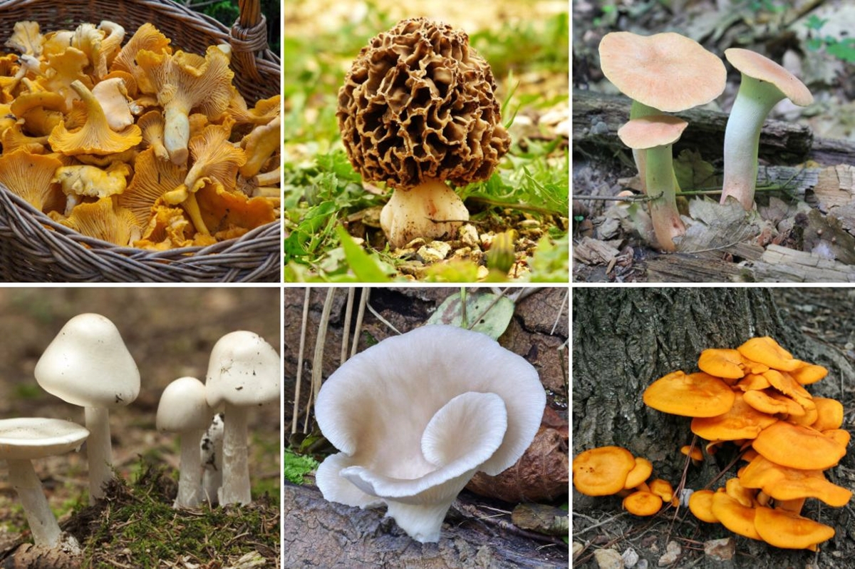 Mushroom Types And Uses At Mikayla Whish Blog
