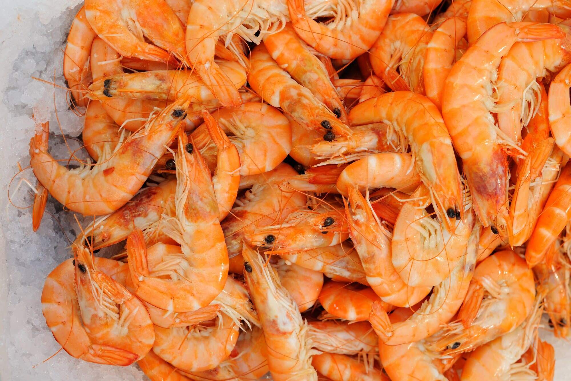 a-comprehensive-guide-to-buying-better-shrimp