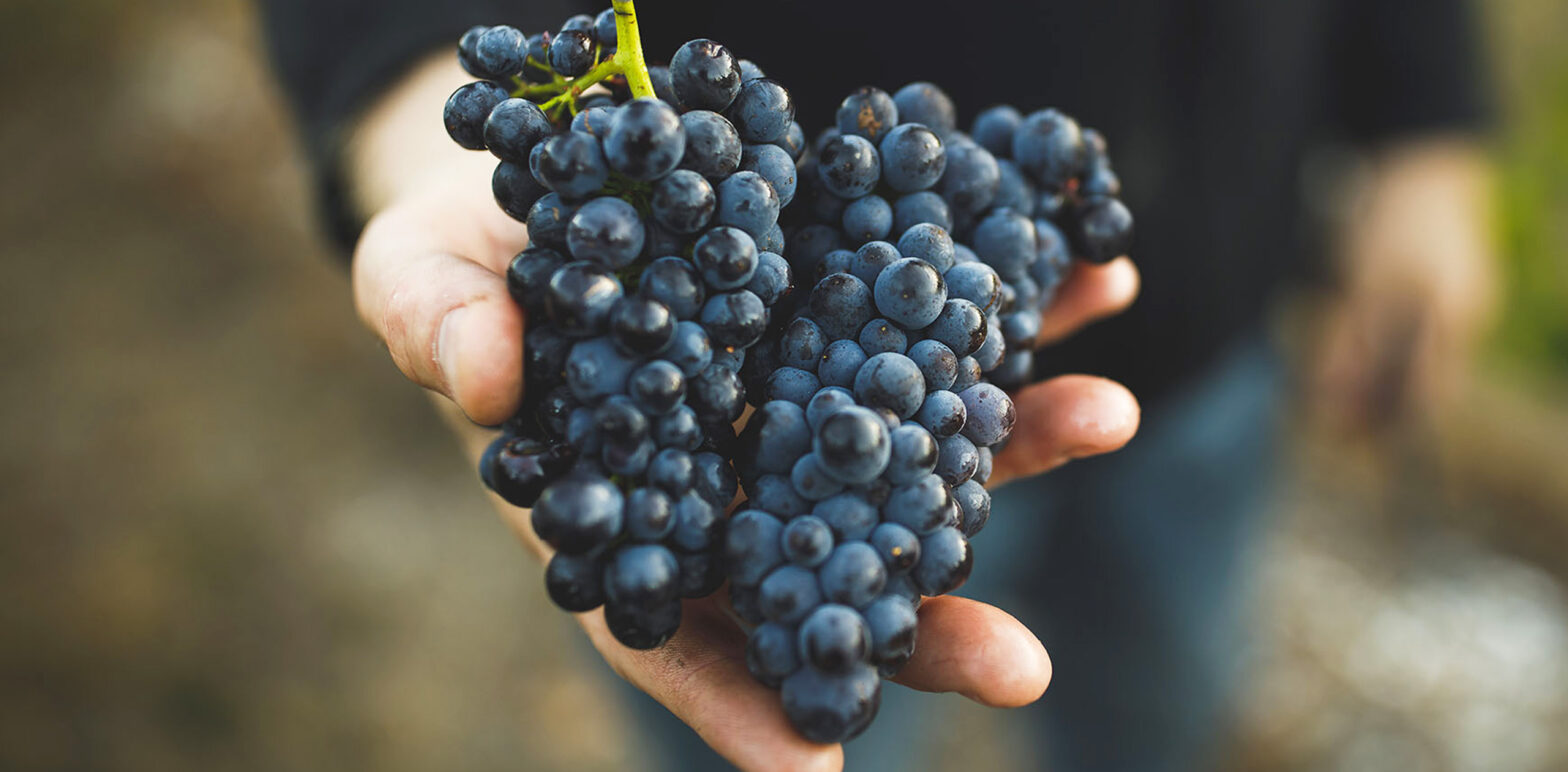 complete-wine-guide-guide-to-grape-varieties-and-food-pairings