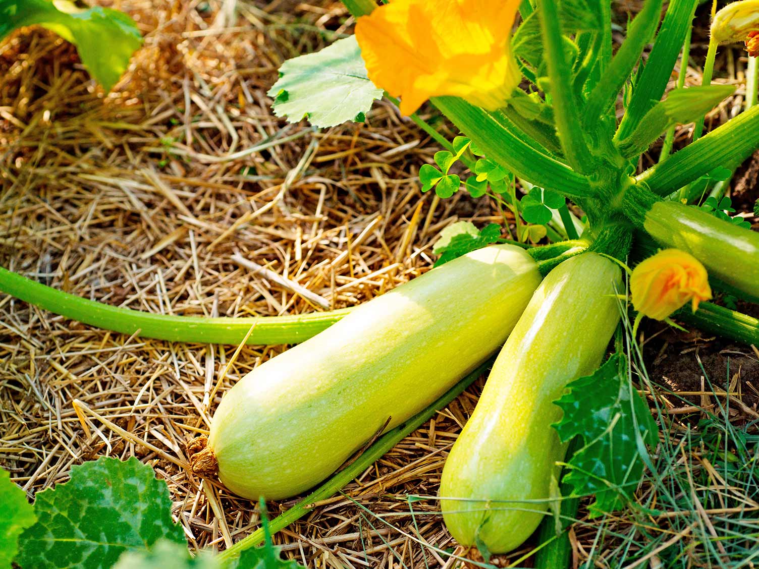 grow-your-own-courgettes