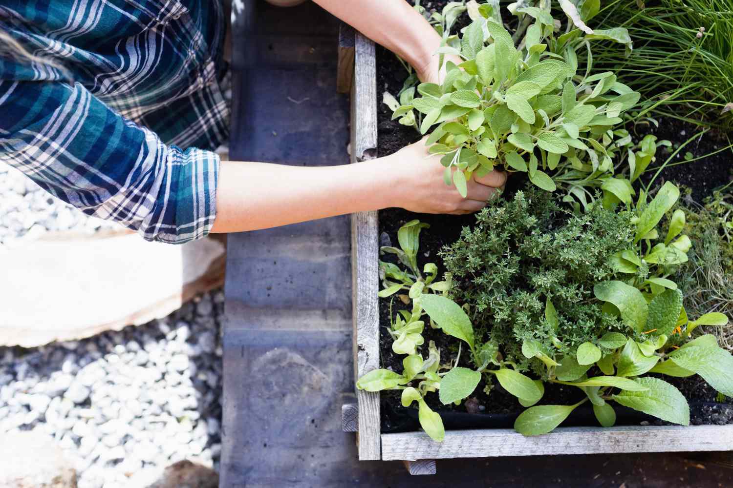 grow-your-own-herbs