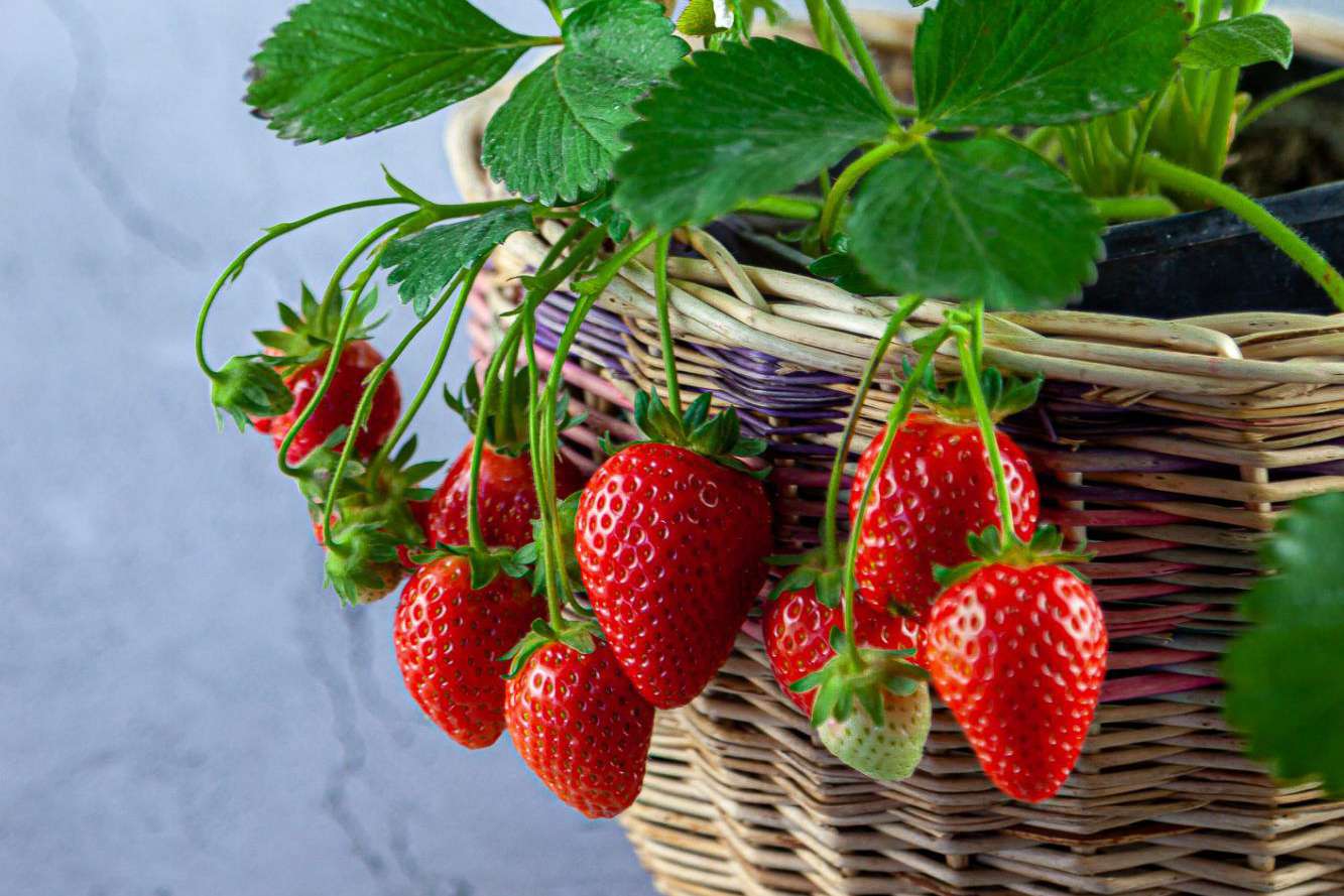 grow-your-own-strawberries