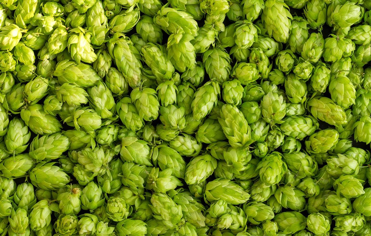 Homebrewing How to Dry Hop Your Beer