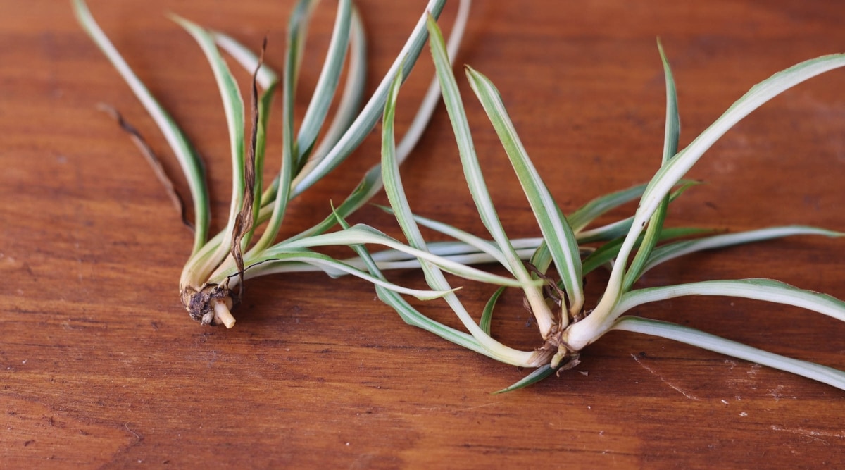how-to-cut-baby-spider-plants