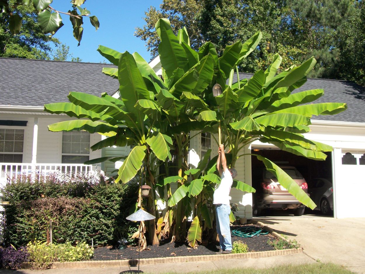 how-to-cut-banana-tree-for-winter