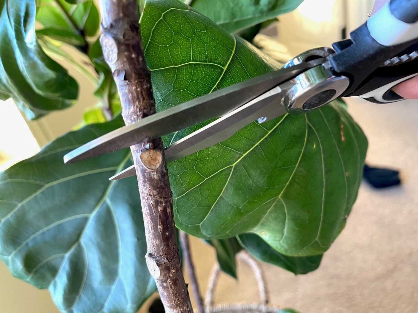 how-to-cut-fiddle-leaf-fig-leaves