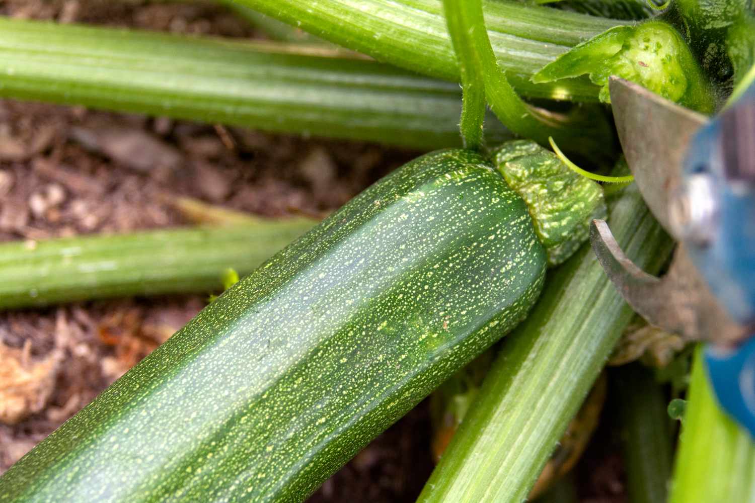 how-to-cut-zucchini-off-plant