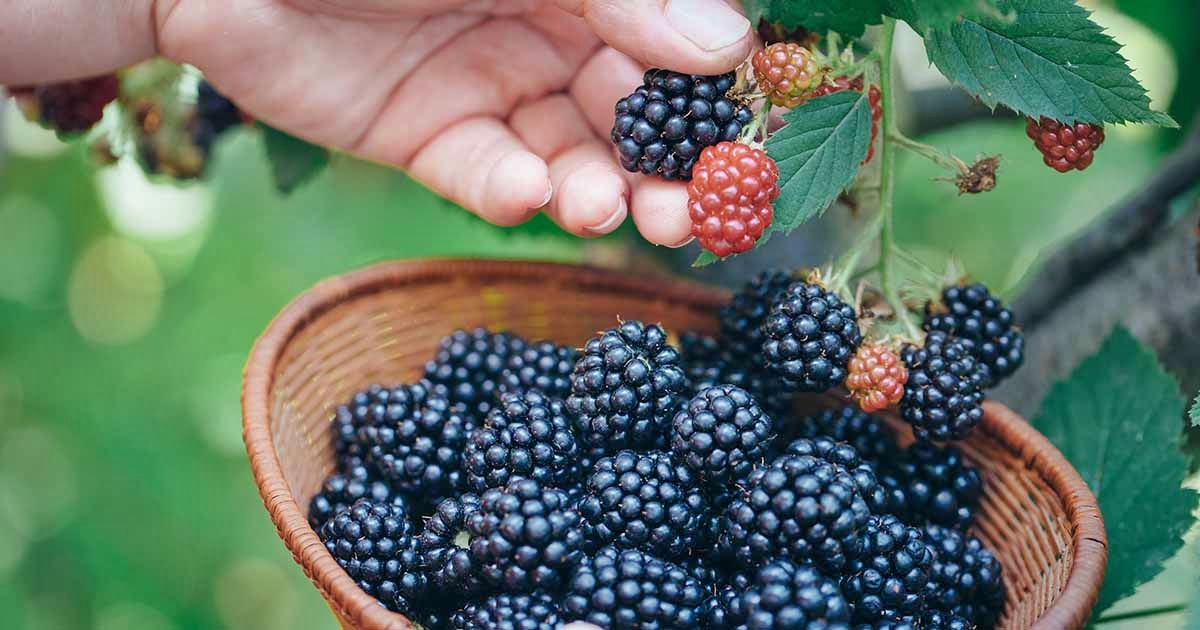how-to-pick-cook-blackberries