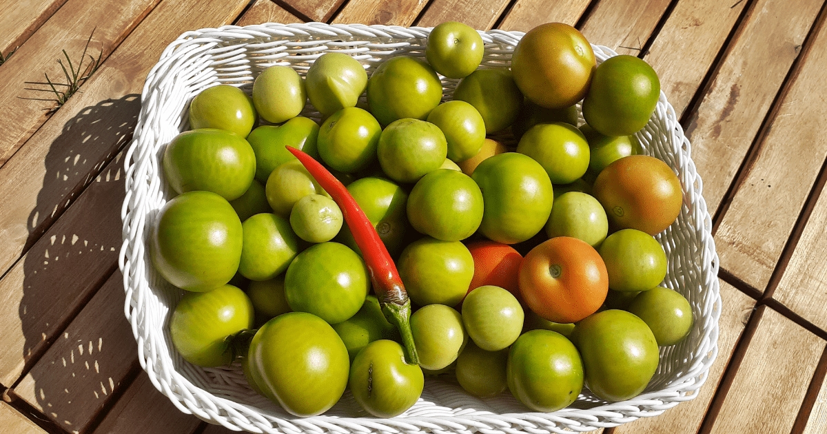 how-to-ripen-tomatoes