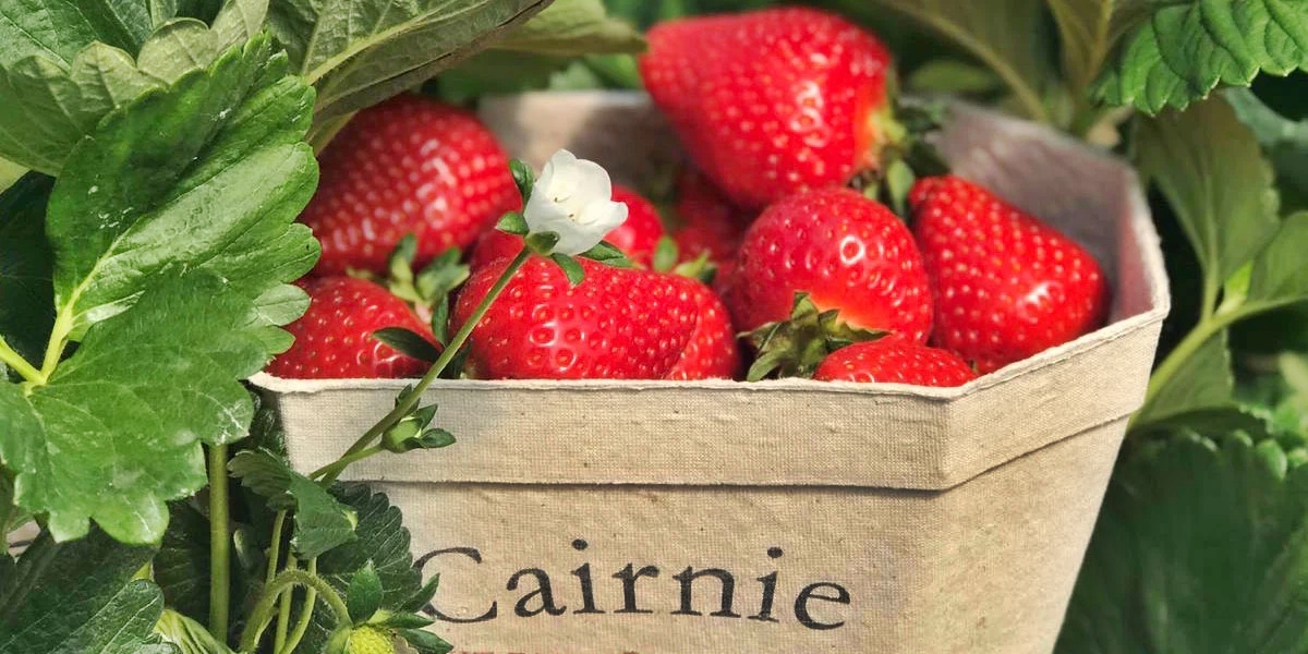 the-best-pick-your-own-strawberry-farms-in-the-uk