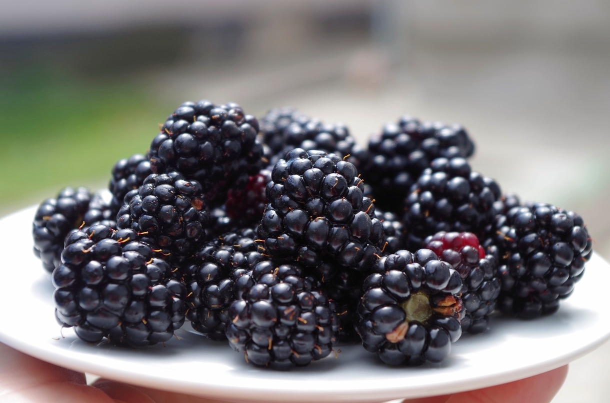 the-health-benefits-of-blackberries