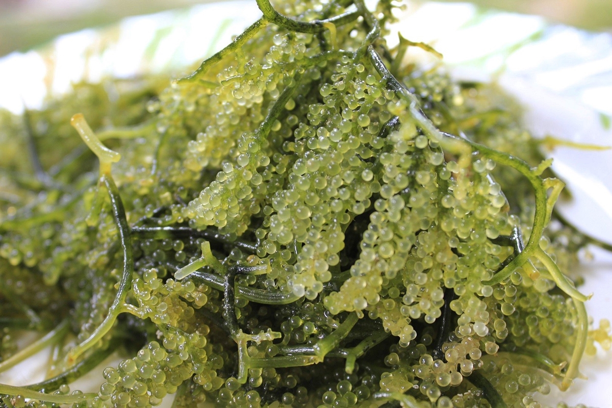 the-health-benefits-of-seaweed