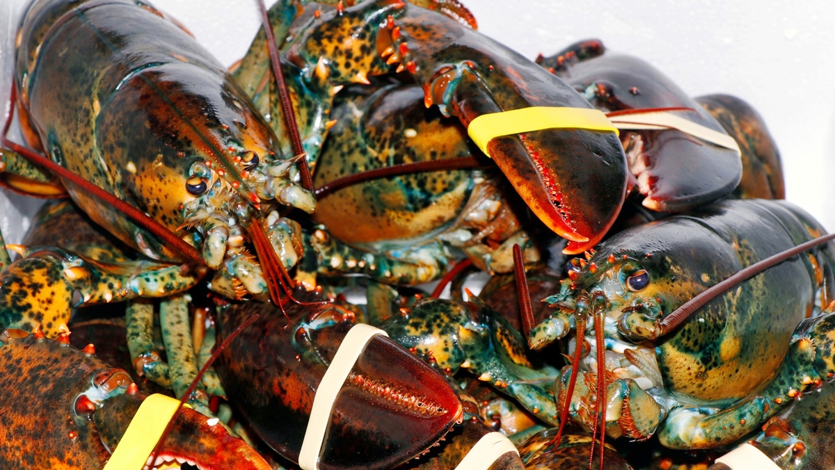 the-ultimate-guide-to-lobster