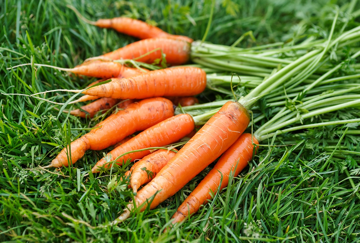 top-5-health-benefits-of-carrots